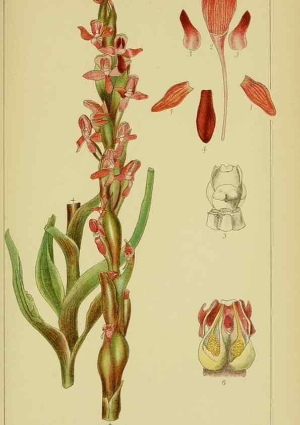 Reproducción/Reproduction 9734137110: Icones orchidearum austro-africanarum extra-tropicarum :. London :W. Wesley,1896-1913.