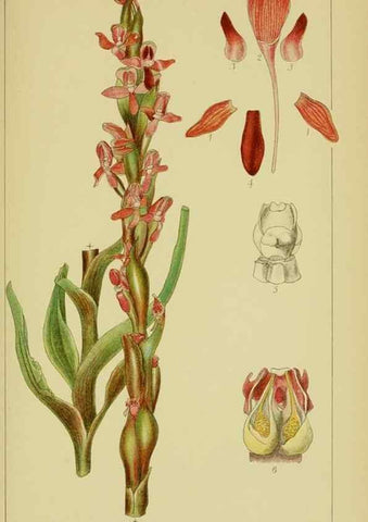 Reproducción/Reproduction 9734137110: Icones orchidearum austro-africanarum extra-tropicarum :. London :W. Wesley,1896-1913.