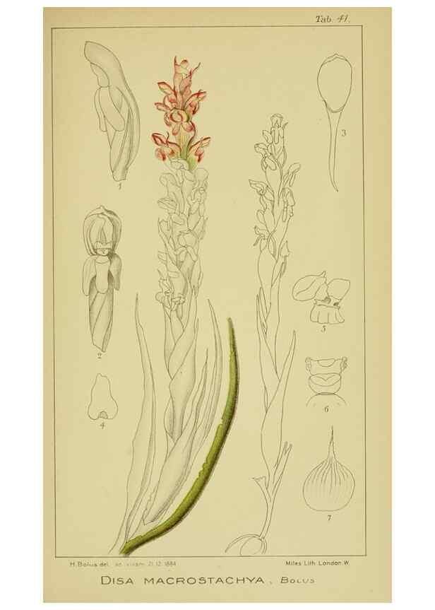 Reproducción/Reproduction 9730908167: Icones orchidearum austro-africanarum extra-tropicarum :. London :W. Wesley,1896-1913.