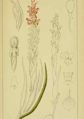 Reproducción/Reproduction 9730908167: Icones orchidearum austro-africanarum extra-tropicarum :. London :W. Wesley,1896-1913.
