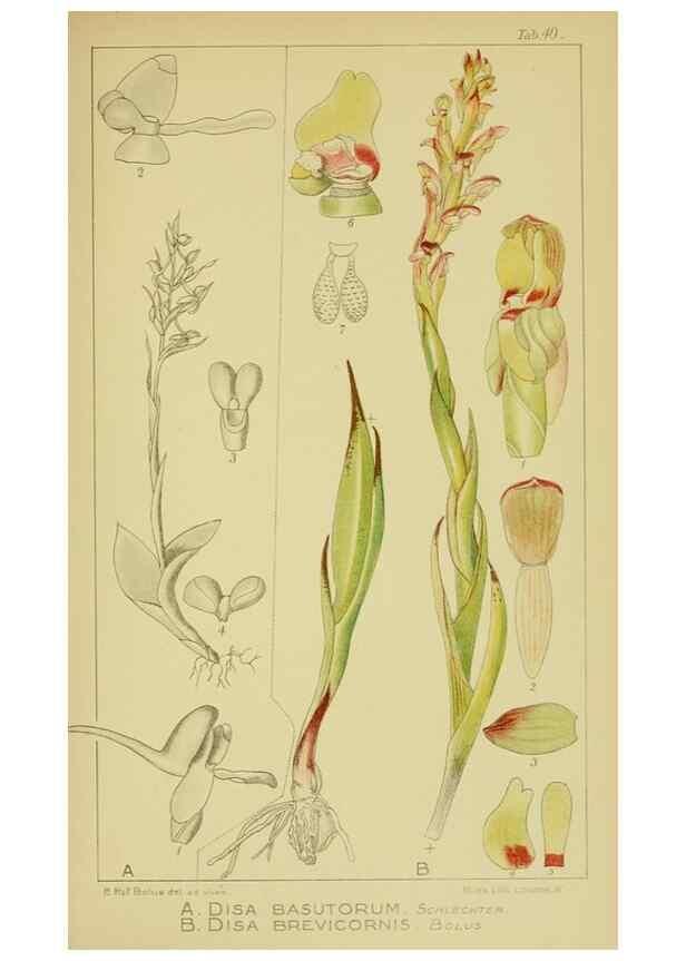 Reproducción/Reproduction 9730906481: Icones orchidearum austro-africanarum extra-tropicarum :. London :W. Wesley,1896-1913.