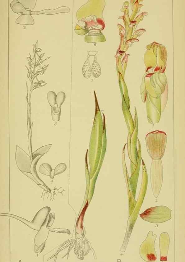 Reproducción/Reproduction 9730906481: Icones orchidearum austro-africanarum extra-tropicarum :. London :W. Wesley,1896-1913.