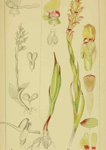 Reproducción/Reproduction 9730906481: Icones orchidearum austro-africanarum extra-tropicarum :. London :W. Wesley,1896-1913.
