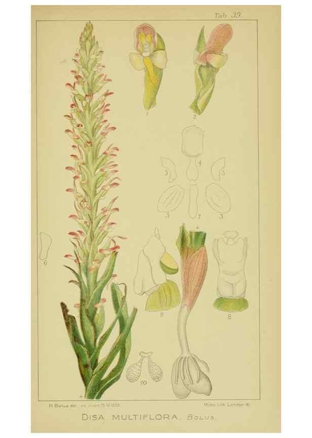 Reproducción/Reproduction 9734131846: Icones orchidearum austro-africanarum extra-tropicarum :. London :W. Wesley,1896-1913.