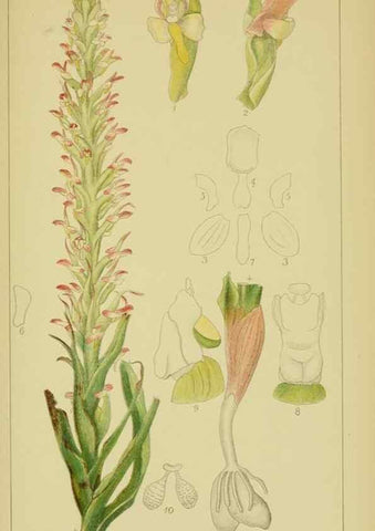 Reproducción/Reproduction 9734131846: Icones orchidearum austro-africanarum extra-tropicarum :. London :W. Wesley,1896-1913.