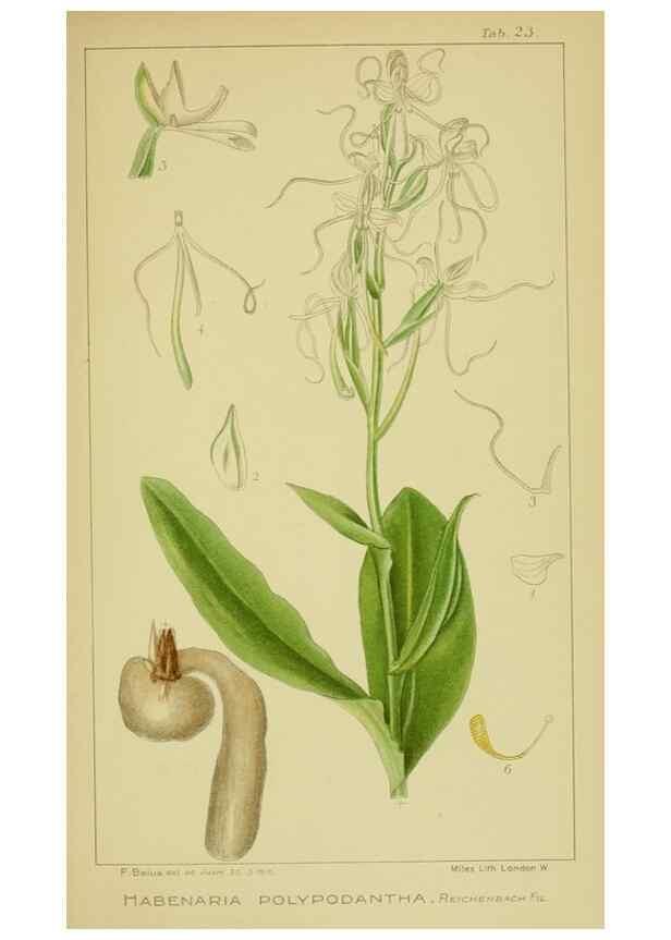 Reproducción/Reproduction 9730852405: Icones orchidearum austro-africanarum extra-tropicarum :. London :W. Wesley,1896-1913.