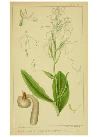 Reproducción/Reproduction 9730852405: Icones orchidearum austro-africanarum extra-tropicarum :. London :W. Wesley,1896-1913.