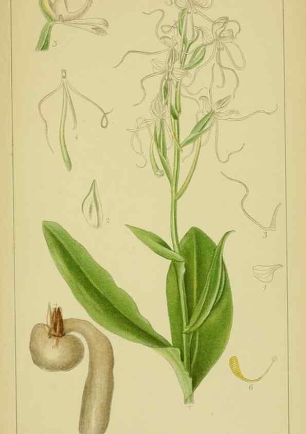 Reproducción/Reproduction 9730852405: Icones orchidearum austro-africanarum extra-tropicarum :. London :W. Wesley,1896-1913.