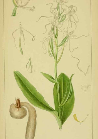 Reproducción/Reproduction 9730852405: Icones orchidearum austro-africanarum extra-tropicarum :. London :W. Wesley,1896-1913.