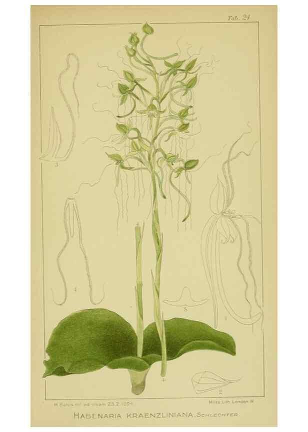 Reproducción/Reproduction 9734081472: Icones orchidearum austro-africanarum extra-tropicarum :. London :W. Wesley,1896-1913.