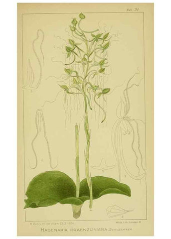 Reproducción/Reproduction 9734081472: Icones orchidearum austro-africanarum extra-tropicarum :. London :W. Wesley,1896-1913.