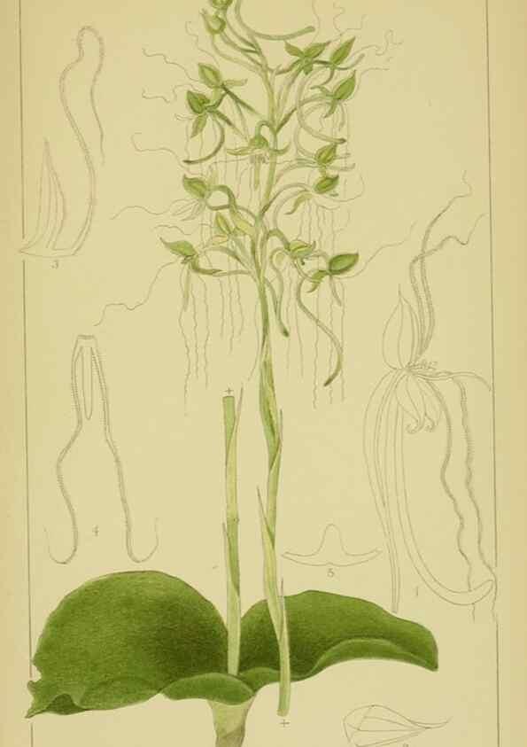 Reproducción/Reproduction 9734081472: Icones orchidearum austro-africanarum extra-tropicarum :. London :W. Wesley,1896-1913.