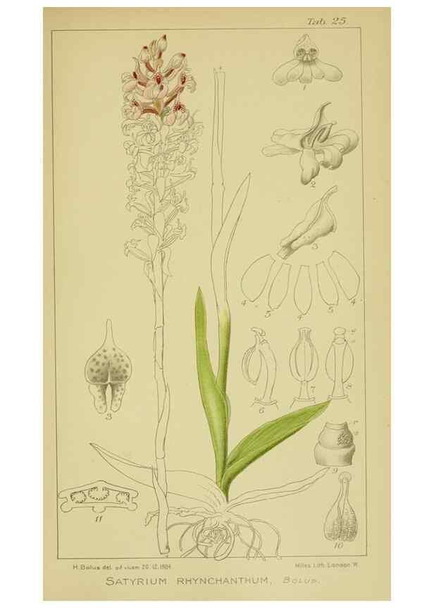 Reproducción/Reproduction 9730885289: Icones orchidearum austro-africanarum extra-tropicarum :. London :W. Wesley,1896-1913.