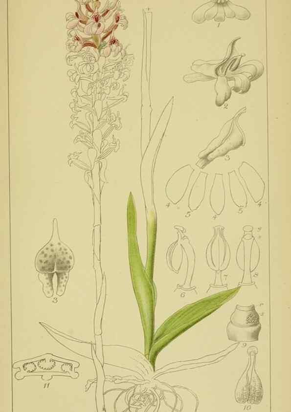 Reproducción/Reproduction 9730885289: Icones orchidearum austro-africanarum extra-tropicarum :. London :W. Wesley,1896-1913.