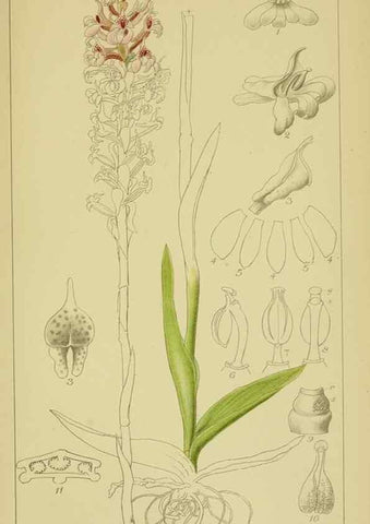 Reproducción/Reproduction 9730885289: Icones orchidearum austro-africanarum extra-tropicarum :. London :W. Wesley,1896-1913.