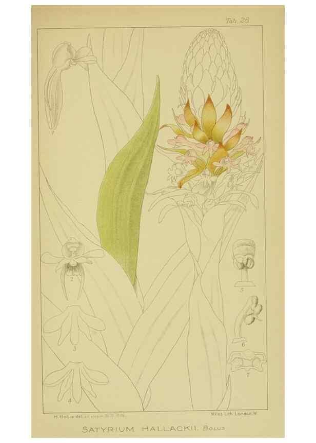 Reproducción/Reproduction 9734114332: Icones orchidearum austro-africanarum extra-tropicarum :. London :W. Wesley,1896-1913.