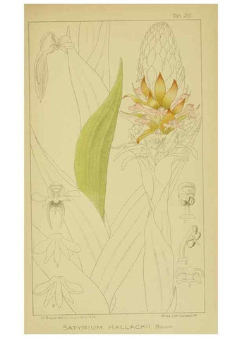 Reproducción/Reproduction 9734114332: Icones orchidearum austro-africanarum extra-tropicarum :. London :W. Wesley,1896-1913.