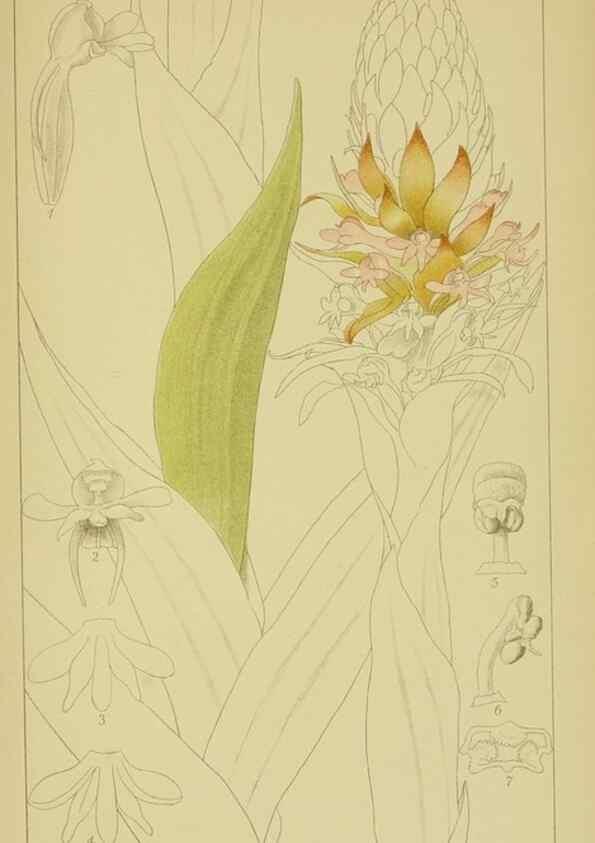 Reproducción/Reproduction 9734114332: Icones orchidearum austro-africanarum extra-tropicarum :. London :W. Wesley,1896-1913.