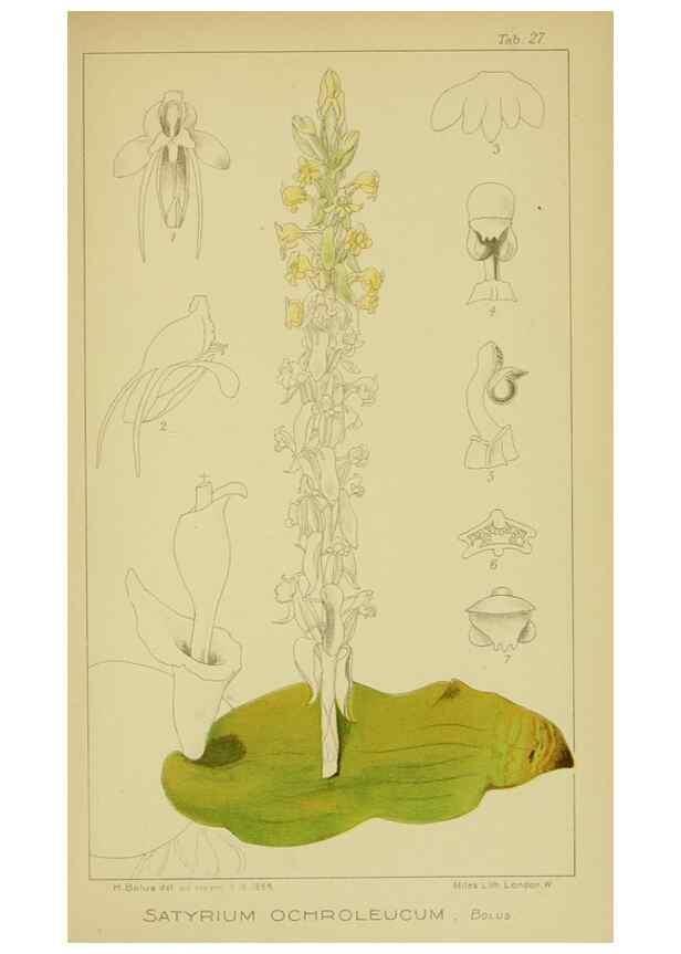 Reproducción/Reproduction 9734115794: Icones orchidearum austro-africanarum extra-tropicarum :. London :W. Wesley,1896-1913.