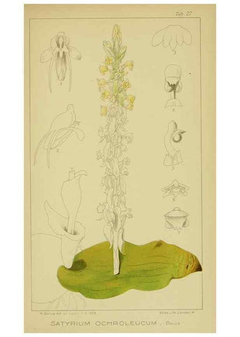 Reproducción/Reproduction 9734115794: Icones orchidearum austro-africanarum extra-tropicarum :. London :W. Wesley,1896-1913.