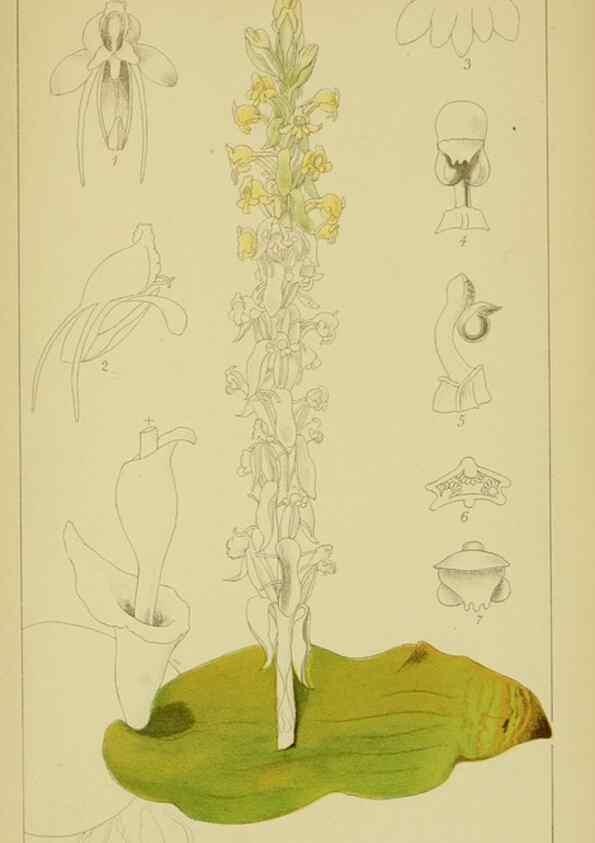 Reproducción/Reproduction 9734115794: Icones orchidearum austro-africanarum extra-tropicarum :. London :W. Wesley,1896-1913.