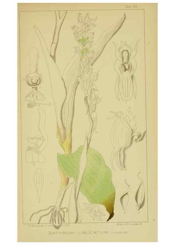 Reproducción/Reproduction 9730889741: Icones orchidearum austro-africanarum extra-tropicarum :. London :W. Wesley,1896-1913.