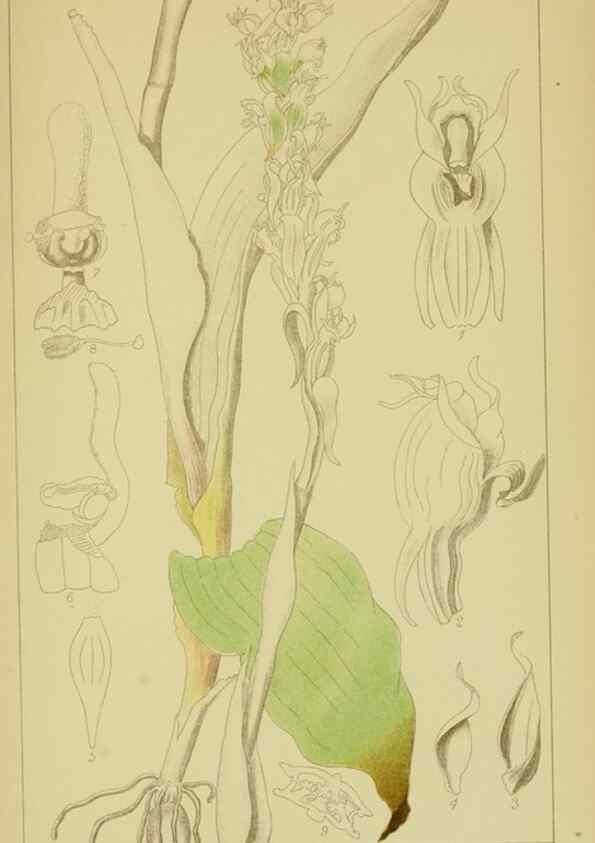 Reproducción/Reproduction 9730889741: Icones orchidearum austro-africanarum extra-tropicarum :. London :W. Wesley,1896-1913.