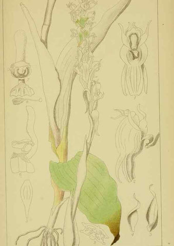 Reproducción/Reproduction 9730889741: Icones orchidearum austro-africanarum extra-tropicarum :. London :W. Wesley,1896-1913.