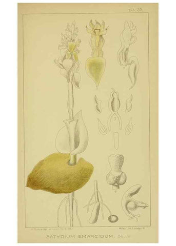 Reproducción/Reproduction 9730891189: Icones orchidearum austro-africanarum extra-tropicarum :. London :W. Wesley,1896-1913.