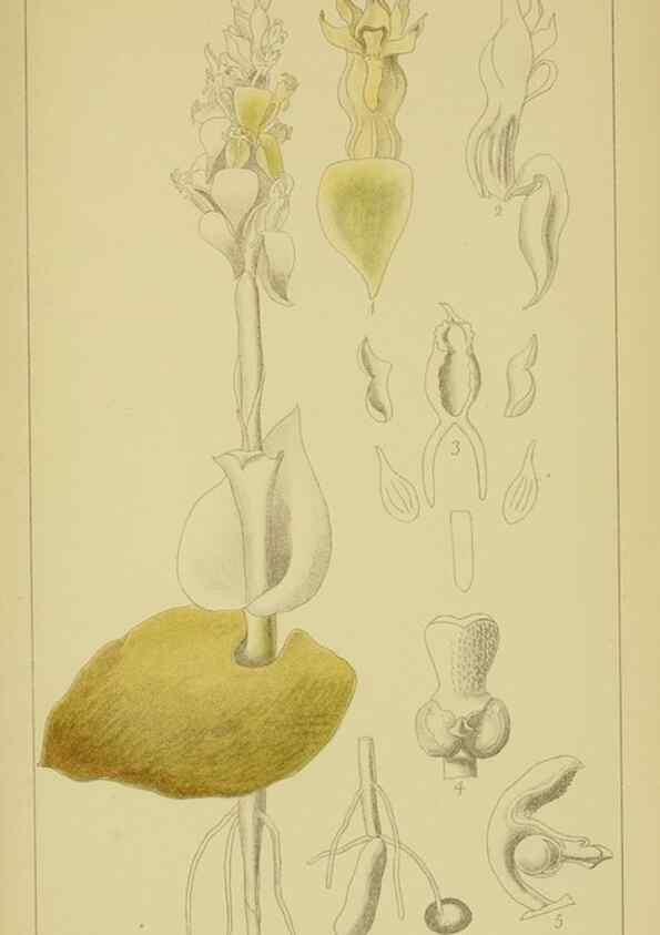 Reproducción/Reproduction 9730891189: Icones orchidearum austro-africanarum extra-tropicarum :. London :W. Wesley,1896-1913.