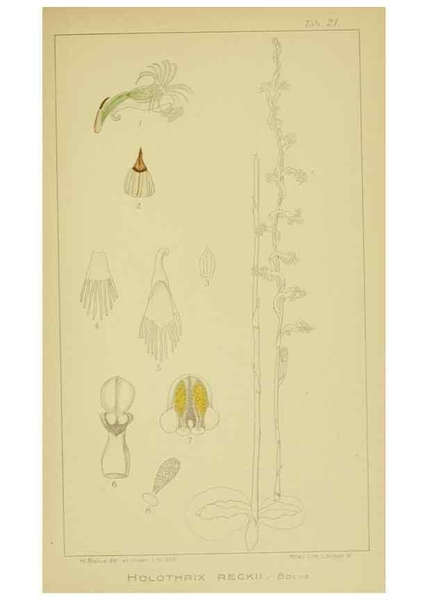 Reproducción/Reproduction 9730848857: Icones orchidearum austro-africanarum extra-tropicarum :. London :W. Wesley,1896-1913.