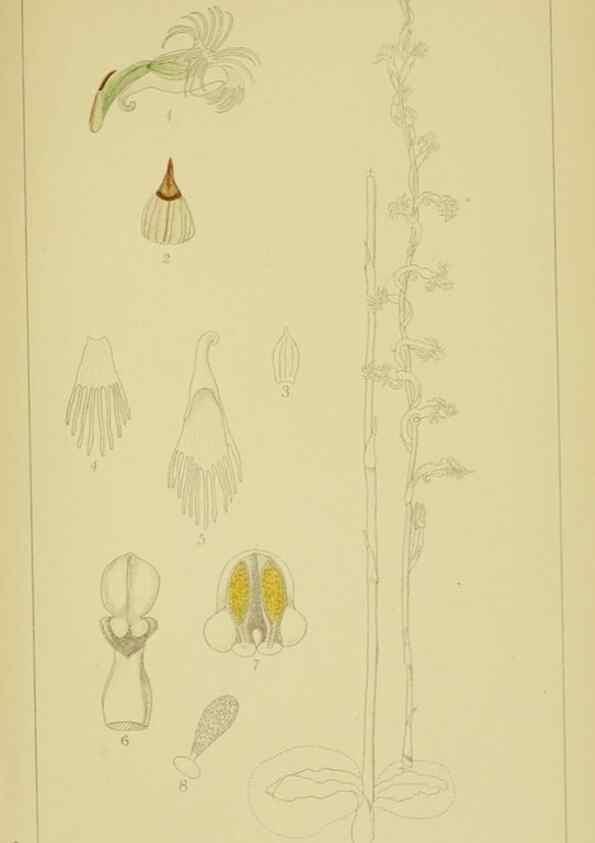 Reproducción/Reproduction 9730848857: Icones orchidearum austro-africanarum extra-tropicarum :. London :W. Wesley,1896-1913.