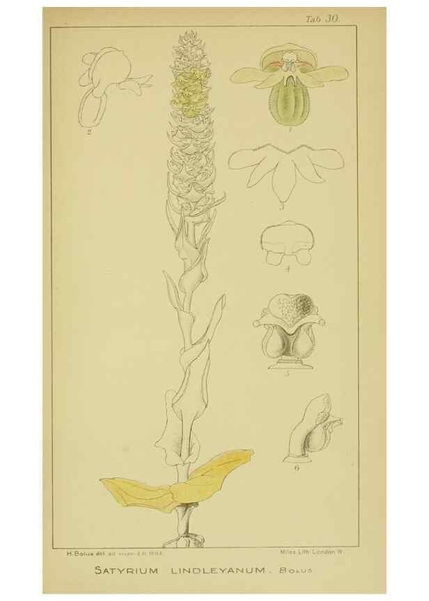 Reproducción/Reproduction 9730893205: Icones orchidearum austro-africanarum extra-tropicarum :. London :W. Wesley,1896-1913.