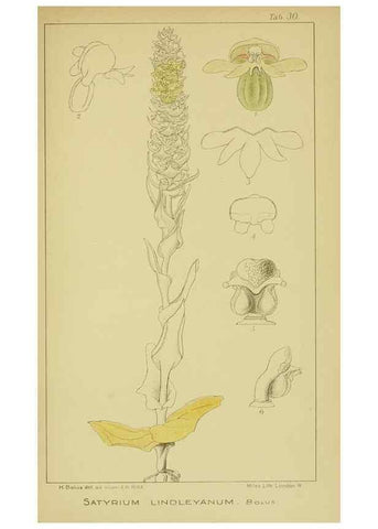 Reproducción/Reproduction 9730893205: Icones orchidearum austro-africanarum extra-tropicarum :. London :W. Wesley,1896-1913.