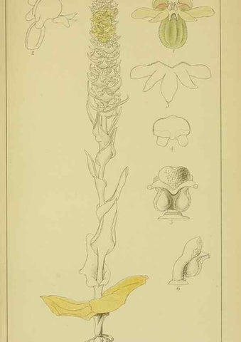 Reproducción/Reproduction 9730893205: Icones orchidearum austro-africanarum extra-tropicarum :. London :W. Wesley,1896-1913.