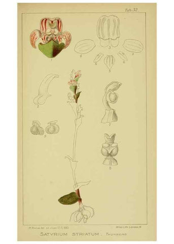 Reproducción/Reproduction 9734123388: Icones orchidearum austro-africanarum extra-tropicarum :. London :W. Wesley,1896-1913.