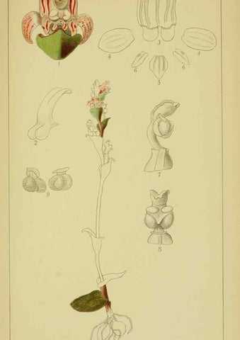 Reproducción/Reproduction 9734123388: Icones orchidearum austro-africanarum extra-tropicarum :. London :W. Wesley,1896-1913.