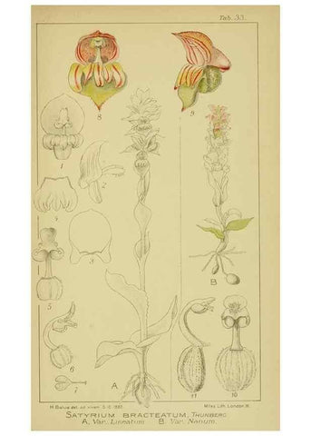 Reproducción/Reproduction 9734124680: Icones orchidearum austro-africanarum extra-tropicarum :. London :W. Wesley,1896-1913.
