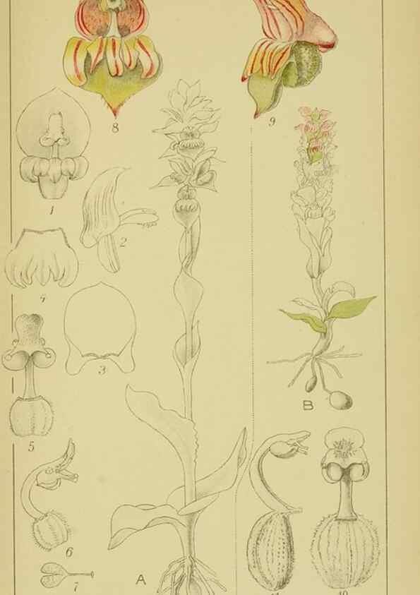 Reproducción/Reproduction 9734124680: Icones orchidearum austro-africanarum extra-tropicarum :. London :W. Wesley,1896-1913.