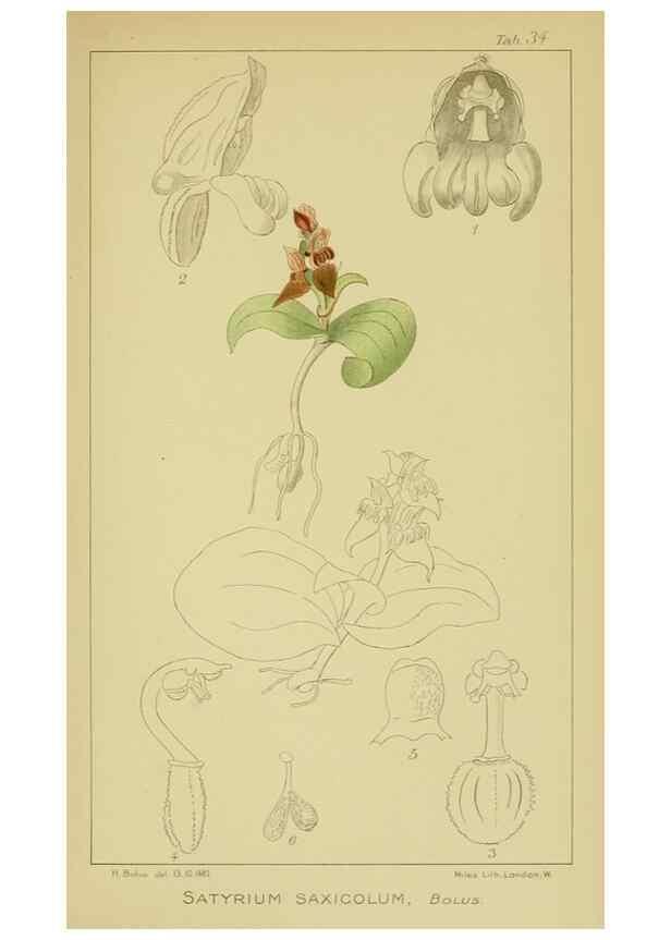 Reproducción/Reproduction 9730898147: Icones orchidearum austro-africanarum extra-tropicarum :. London :W. Wesley,1896-1913.