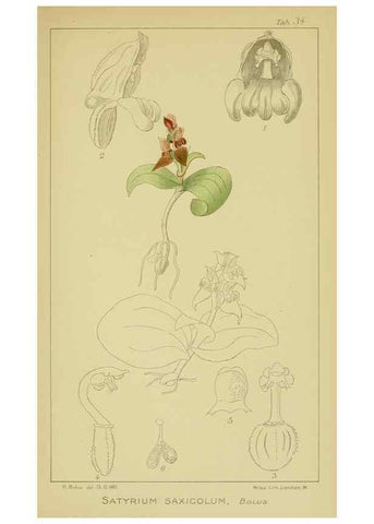 Reproducción/Reproduction 9730898147: Icones orchidearum austro-africanarum extra-tropicarum :. London :W. Wesley,1896-1913.
