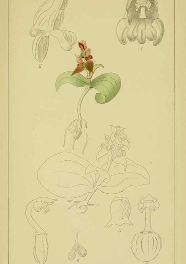 Reproducción/Reproduction 9730898147: Icones orchidearum austro-africanarum extra-tropicarum :. London :W. Wesley,1896-1913.
