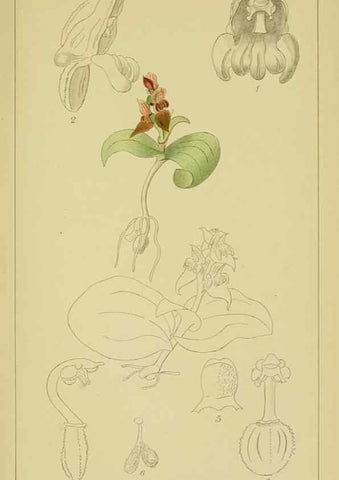 Reproducción/Reproduction 9730898147: Icones orchidearum austro-africanarum extra-tropicarum :. London :W. Wesley,1896-1913.