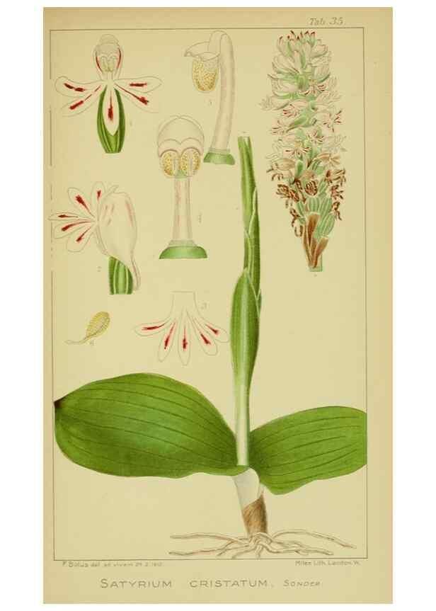 Reproducción/Reproduction 9734126890: Icones orchidearum austro-africanarum extra-tropicarum :. London :W. Wesley,1896-1913.