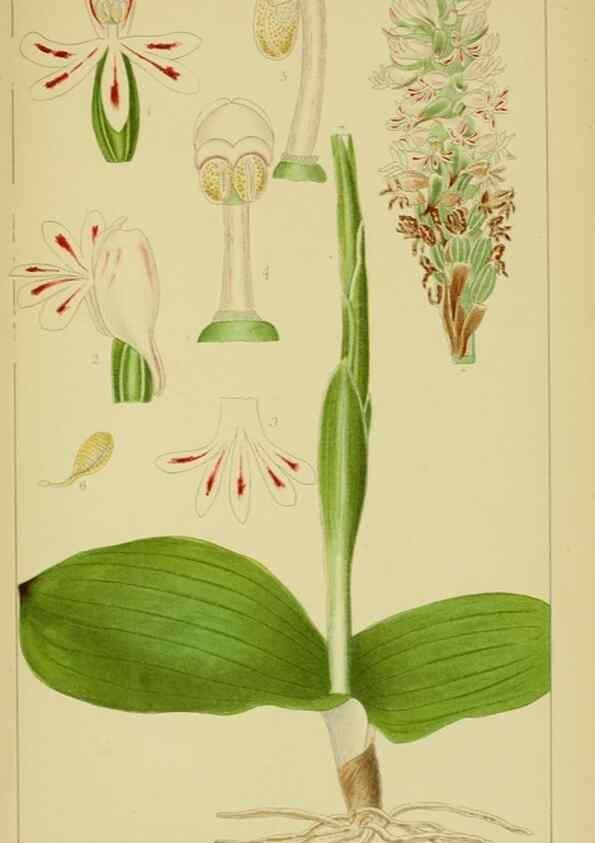 Reproducción/Reproduction 9734126890: Icones orchidearum austro-africanarum extra-tropicarum :. London :W. Wesley,1896-1913.