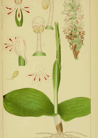 Reproducción/Reproduction 9734126890: Icones orchidearum austro-africanarum extra-tropicarum :. London :W. Wesley,1896-1913.