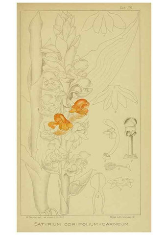 Reproducción/Reproduction 9730900695: Icones orchidearum austro-africanarum extra-tropicarum :. London :W. Wesley,1896-1913.