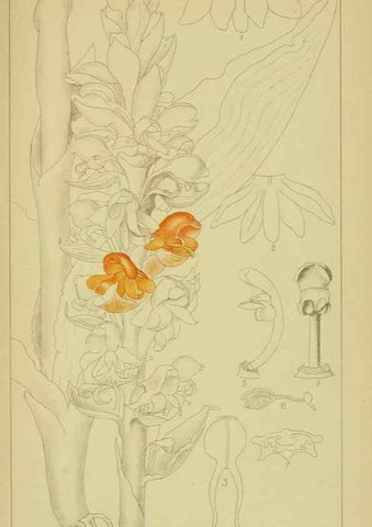 Reproducción/Reproduction 9730900695: Icones orchidearum austro-africanarum extra-tropicarum :. London :W. Wesley,1896-1913.