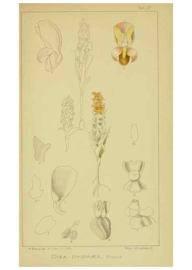 Reproducción/Reproduction 9730901711: Icones orchidearum austro-africanarum extra-tropicarum :. London :W. Wesley,1896-1913.