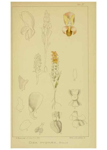 Reproducción/Reproduction 9730901711: Icones orchidearum austro-africanarum extra-tropicarum :. London :W. Wesley,1896-1913.